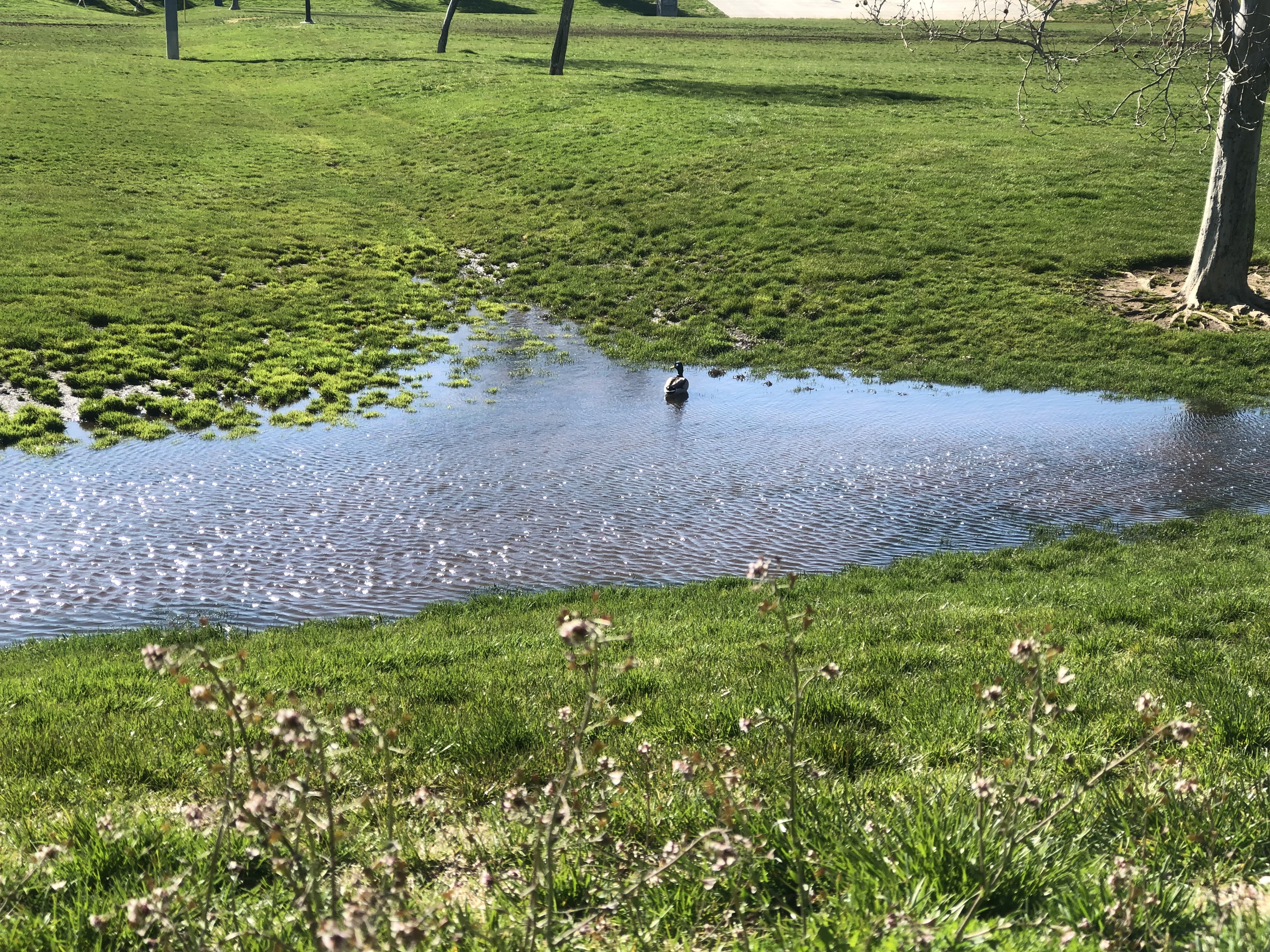 duck