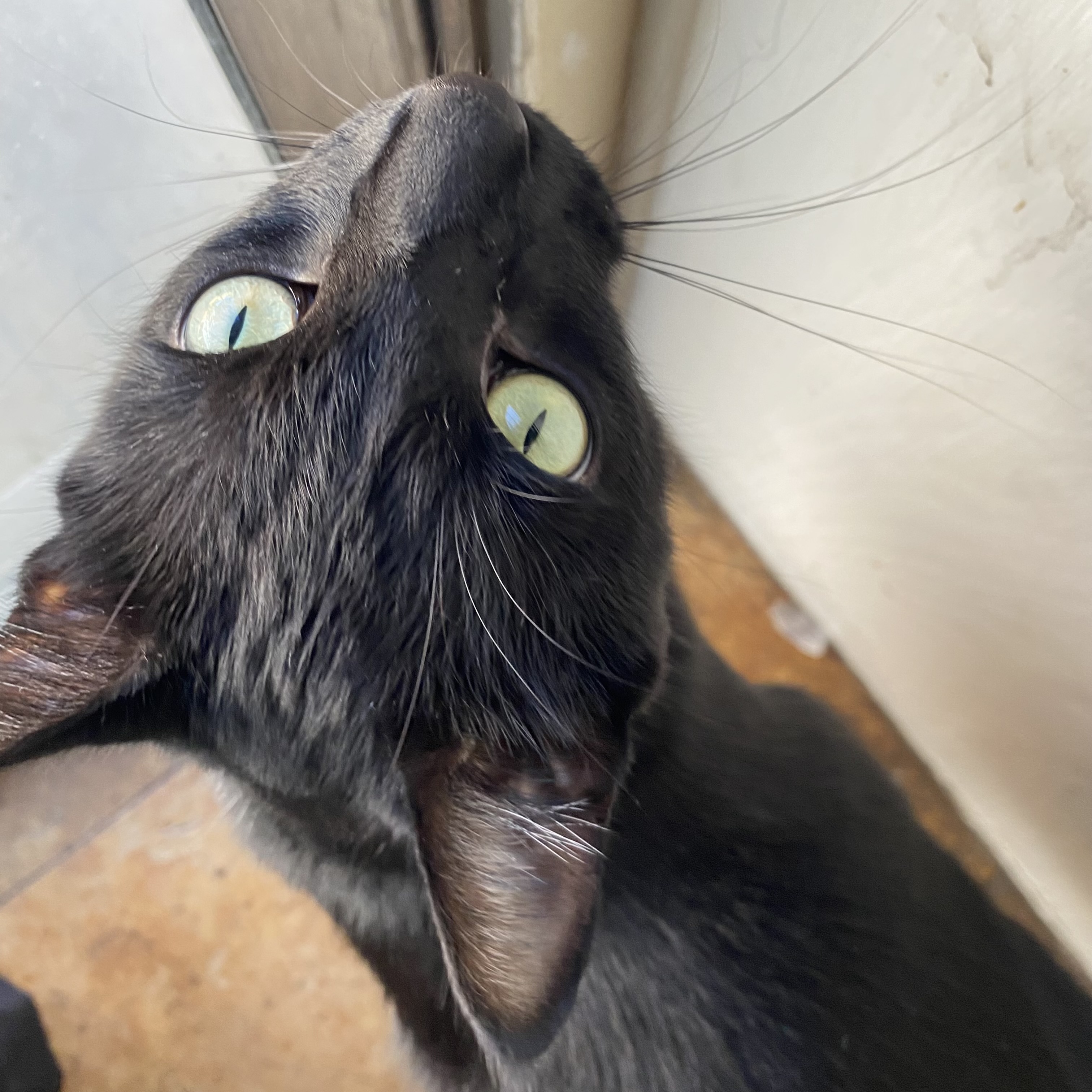 kitty_baby
